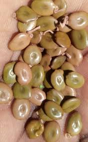 Image result for Acacia mellifera