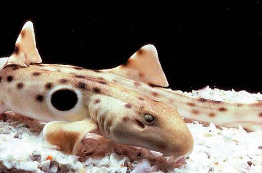 نتيجة بحث الصور عن Epaulette Shark"