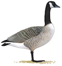 Birds Of North America Field Guide Canadian Goose Goose Drawing Bird