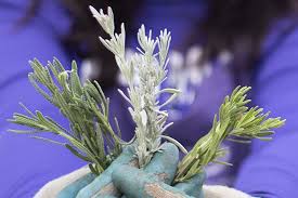 Image result for lavender cuttings