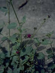 Image result for Boerhavia coccinea