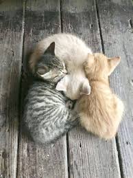 Black And White Kittens For Sale Essex What Do You Mean He S Not My Real Brother Kittens Cute Cats Cute Cats And Kittens