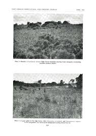 Image result for Lasianthus kilimandscharicus