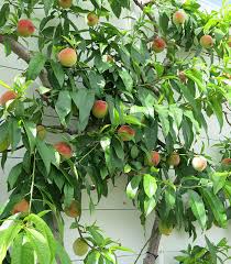 • dwarf trees tend to bear fruit sooner than their larger counterparts. Put Fruit Trees On Your Holiday Wish Lists Finegardening