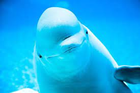 Why A Beluga S Squishy Head Is So Special Beluga Whale Whale Whale Mammal