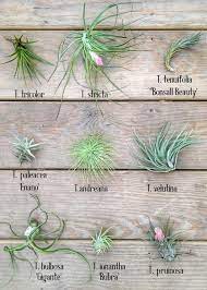 Air Plant Chart A Types Of Air Plants Air Plants Decor Plants
