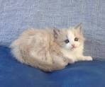 Ragdoll Kittens for Sale Near Me | Buy Ragdoll Kitten