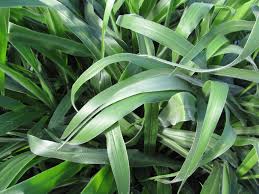 Image result for Brachychloa