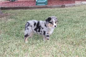 As several australian shepherd enthusiasts objected to these dogs' association with their breeds, the name was initially changed to the north american shepherd and ultimately the miniature american shepherd. Miniature American Shepherd Puppies North Carolina Guide Pets News And Review