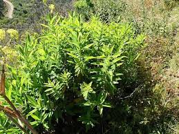 Image result for Hypericum quartinianum