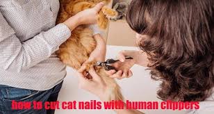 cut cat nails with human clippers