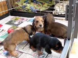 129 517 просмотров 129 тыс. Miniature Longhaired Dachshund Puppies Age 4 5 Weeks Youtube