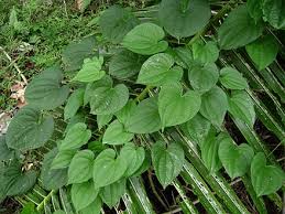 Sweet potato cultivation in the eastern and central pacific predates european contact by several hundred years, possibly occurring as early as 1000 ce. Dioscorea Alata Wikiwand