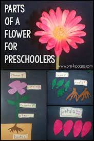 Choose a flower shape and draw in pencil a large version of it, taking up most of the paper. Parts Of A Flower Science Activity For Preschoolers Pre K Pages