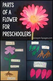 Choose a flower shape and draw in pencil a large version of it, taking up most of the paper. Parts Of A Flower Science Activity For Preschoolers Pre K Pages