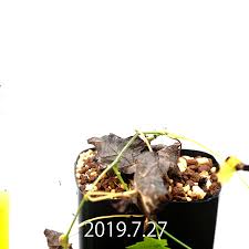 Image result for Trochomeria macrocarpa