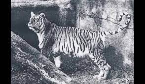 Bali Tiger Extinct In 1937 This Kind Of Tiger Was Native To The Island Of Bali He Had A Very Limited Terr Animals Beautiful Save The Tiger Extinct Animals