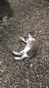 Image result for site:byggahus.se grus