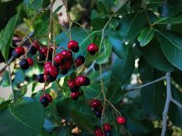 Image result for Apodytes dimidiata