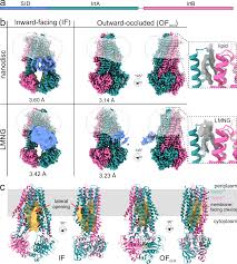 The mycobacterial ABC transporter IrtAB employs a membrane-facing crevice  for siderophore-mediated iron uptake | Nature Communications