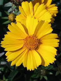 Coreopsis Goldfink Tickseed Perennials Yellow Flowers Names