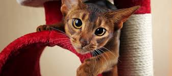 Worms In Cats Tapeworms Roundworms Hookworms Litter Robot