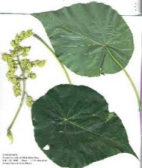 Image result for Macaranga mellifera