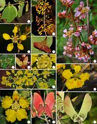 Image result for Heteropterys