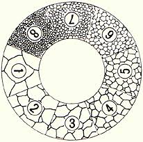 35 Microscope Grain Sizing Reticles Steel Grain Size Chart