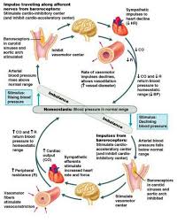 17 Tantalizing Blood Pressure Remedies Garlic Ideas Mean