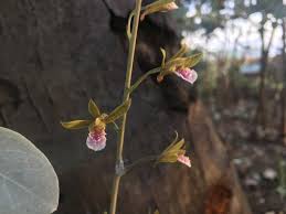 Image result for Eulophia parvula