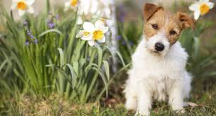 La Balano Posthite Chez Le Chien Agria Assurance Pour Animaux