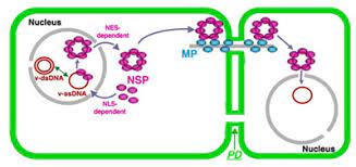 May 12, 2017 · plant cells communicate with each other through pores connecting neighboring cells, known as plasmodesmata. Plant Life Cell To Cell Communication