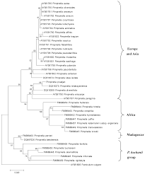 Koroid ini berfungsi untuk memasok darah dan nutrisi ke retina dan ke semua struktur lainnya pada bagian anatomi mata. Diversity Free Full Text Chemical Composition Of The Essential Oil From Aerial Parts Of Javanian Pimpinella Pruatjan Molk And Its Molecular Phylogeny Html