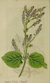 Image result for Polhillides