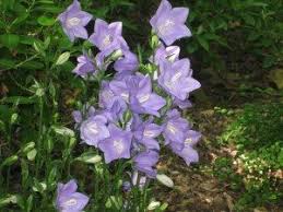 Now In Bloom Campanula Persicifolia Kevin Lee Jacobs Shade Garden Woodland Garden Woodland Plants