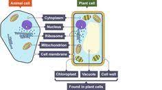 Maybe you would like to learn more about one of these? Biology Revision