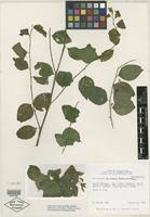 Image result for Phyllanthus udoricola