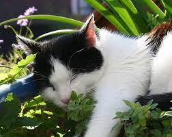 In both cases, gardeners need to start their garden shopping with a list of plants named after animals. 10 Fragrant Plants That Repel Cats The Practical Planter