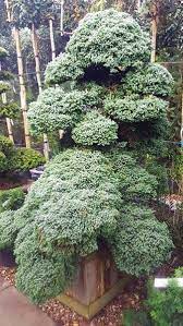 A Striking Juniperus Sonare Cloud Tree Unique Trees Unique Plants Japanese Garden