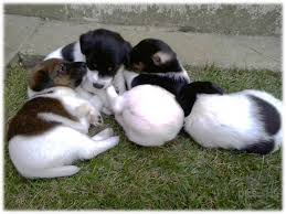 Image result for foxteriér hladkosrstý