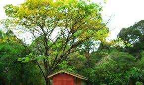 Sejak saat itu hubunganku dengan mbak sum semakin hangat saja. Mangsa Pokok Tumbang Boleh Tuntut Pampasan