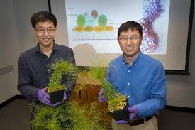 We did not find results for: New Details Of Molecular Machinery That Builds Plant Cell Wall Components Bnl Newsroom