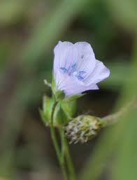 Image result for Linaceae