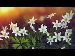 Peaceful Instrumental Music Quiet Soft Meditation In 2020 Anemone Forest Flowers Wood Anemone