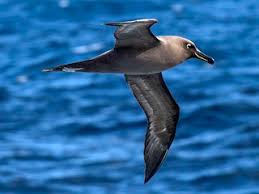 Sooty Albatross - eBird