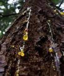 How To Remove Sticky Tree Sap Or Pine Pitch From Almost Anything Pine Pitch Tree Sap Remove Tree Sap