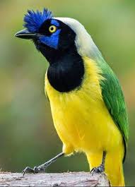 Black And White Bird With Long Yellow Beak Pin By Melissa Jackson On Nature Beautiful Birds Pet Birds Most Beautiful Birds