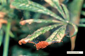 If you have your own method or experience to share on how to get rid of. How To Prevent And Get Rid Of Spider Broad And Russet Mites On Your Cannabis Ed Rosenthal