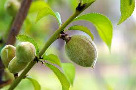 How To Grow A Nectarine Tree Ehow Dwarf Fruit Trees Planting Grass Fruit Trees